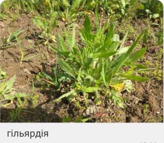 Многолетние цветы ( шалфей, вероника, ехиноцея, и тд),