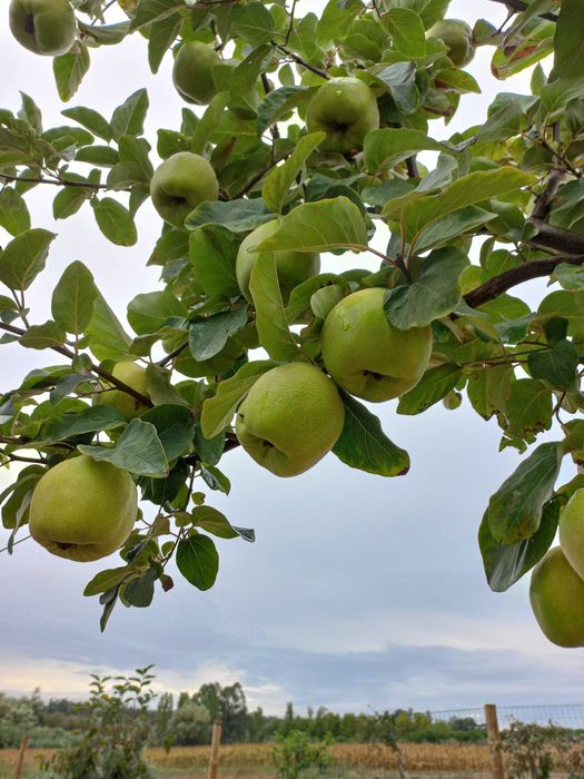 Marmelos de qualidade Extra