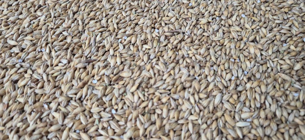 Sprzedam pszenicę ozimą