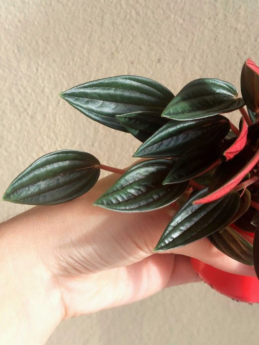 Planta Peperomia caperata 'Rosso'