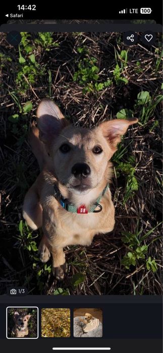 Віддаю собачку у добрі руки