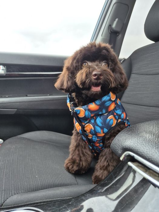 Мальтипу. Девочка