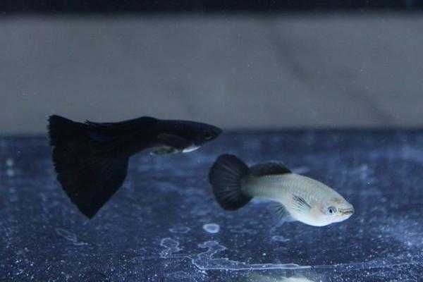 Gupik MOSKIEWSKI XXL czarny mega kozaki