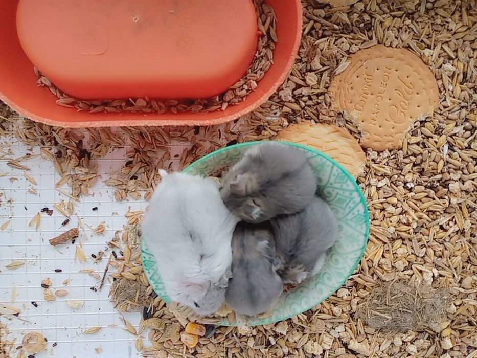 Хомячки Кременчуг