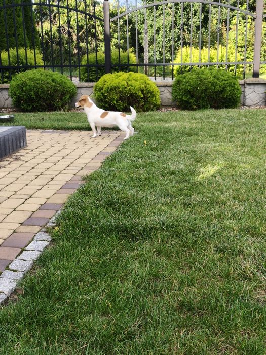 Sunia Jack Russell Terrier