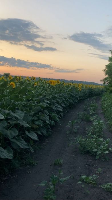 Пай , ОСГ, земельні ділянки з 2 масивів! 18 та 22га.