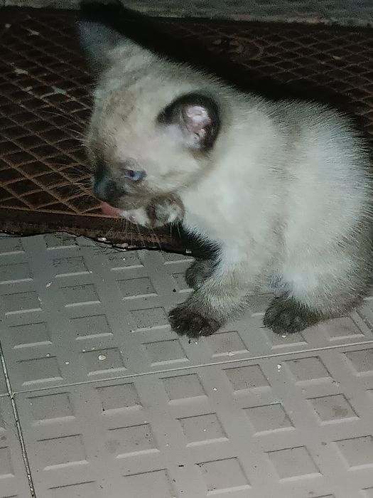 Doar gatinhos/as de 1 Mês