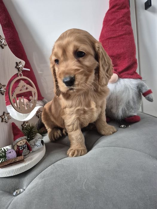 Cocker spaniel piesek Dingo