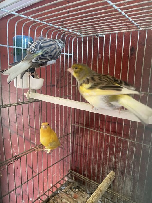 Canários machos e fêmeas