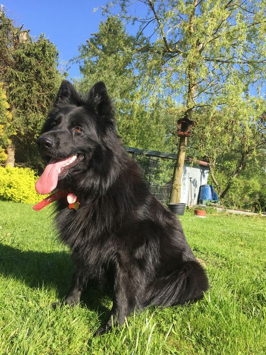 Zaginęła czarna sunia owczarka niemieckiego