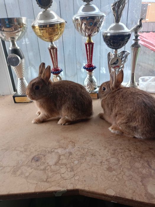 Sprzedam karzełki niderlandzkie podpalane