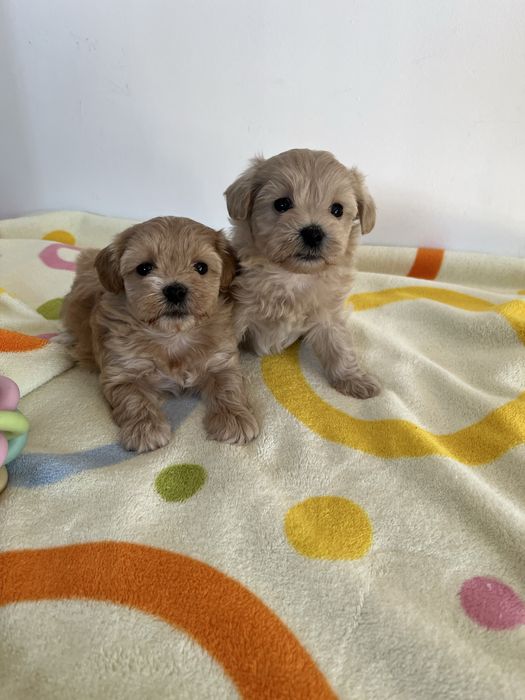 Maltipoo pudel toy&maltanczyk piesek