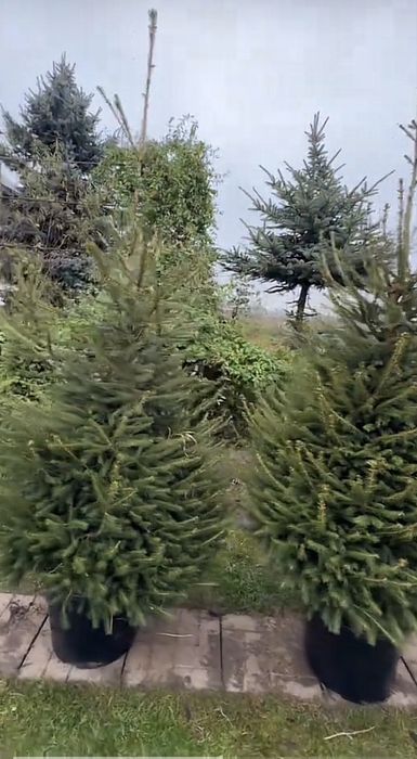 Ялинки в горщику ! Ялинки