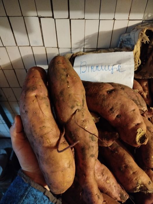 Батат різних сортів