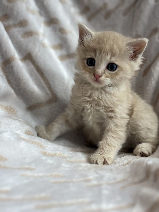 Шикарний хлопчик котик