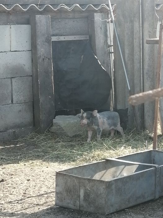 Продам молодого 3-4 месячный вьетнамских поросят