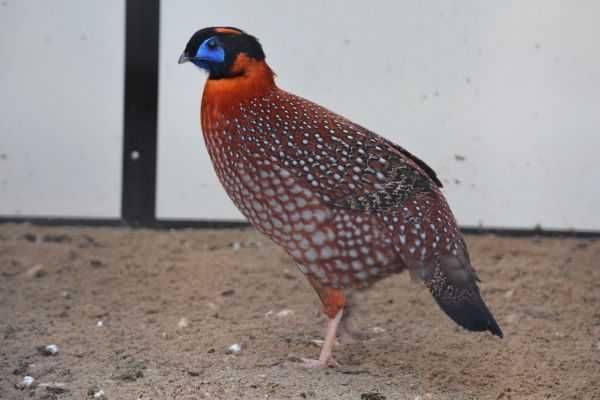 Macho tragopan temminckii
