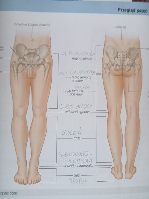 Anatomia podręcznik Gray tom 1 i tom 3
