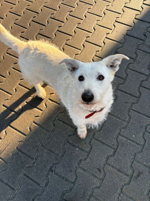 Albi w typie teriera szuka domu