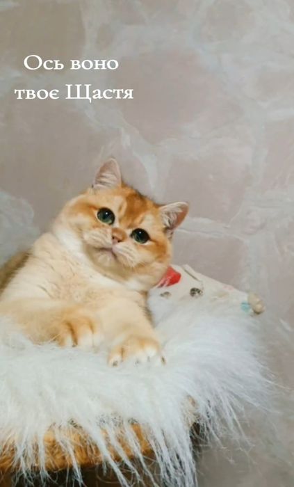 Золотий британський шиншила котик ny12