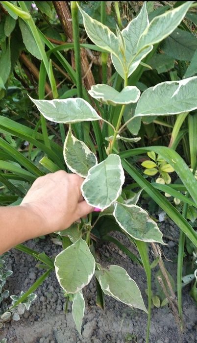 Дерен елегантісіма