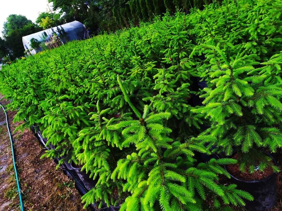 ŚWIERK Serbski 50cm