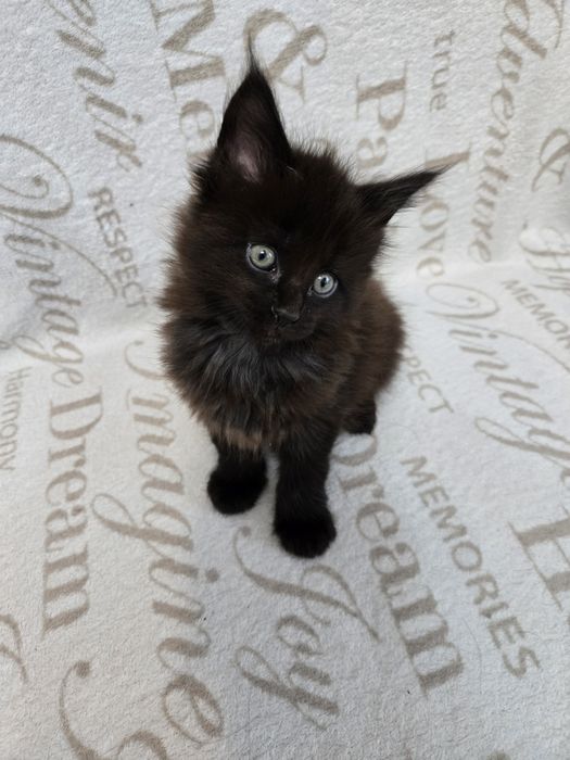 Kotka Alma  Maine Coon