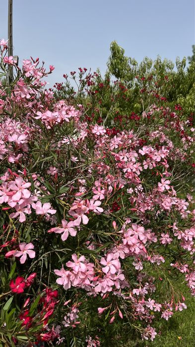 Oleander 10 letni 200-250cm