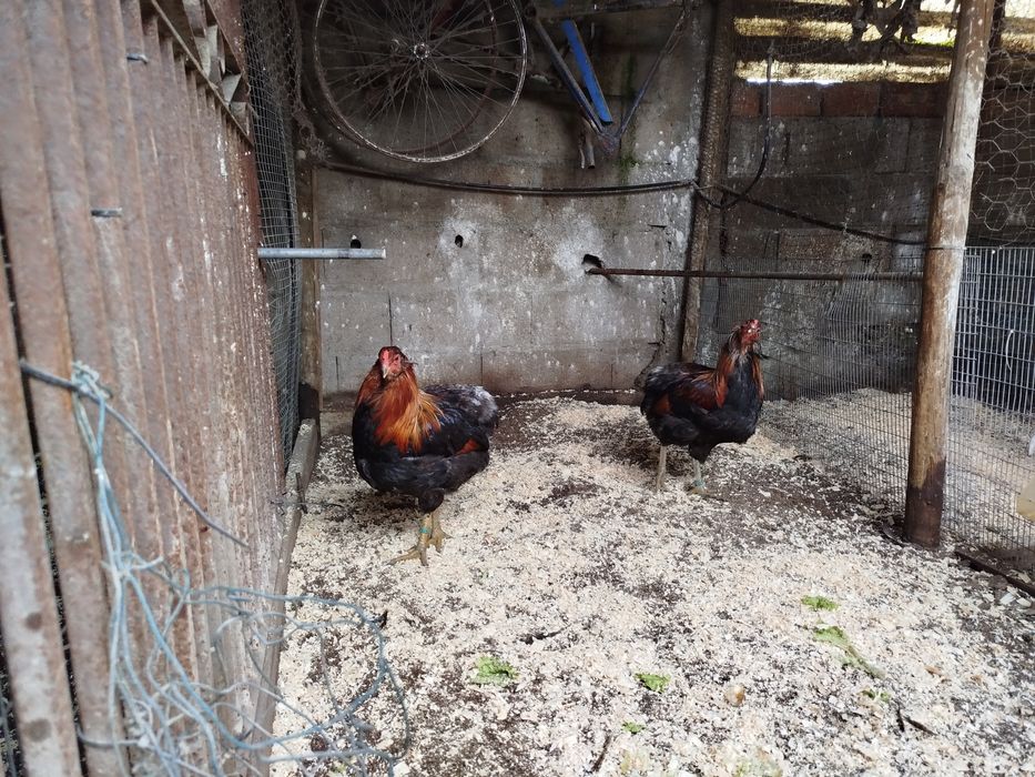 Galos araucanas adultos