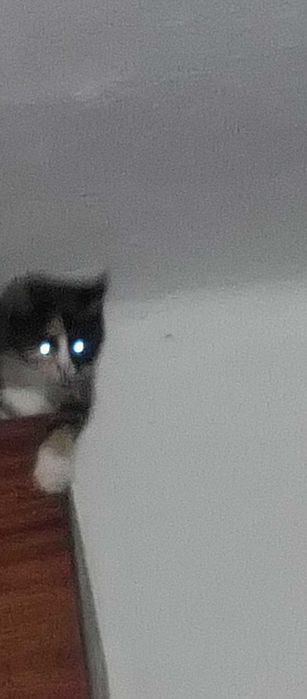 Віддам кицю у добрі руки