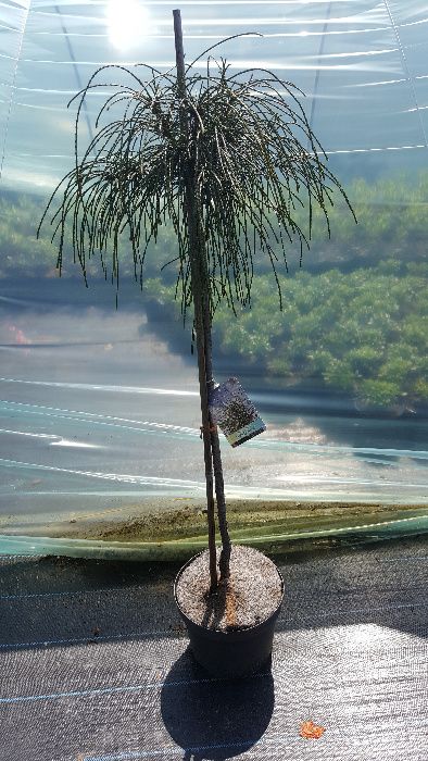 Żywotnik whipcord tuja krzewy ozdobne