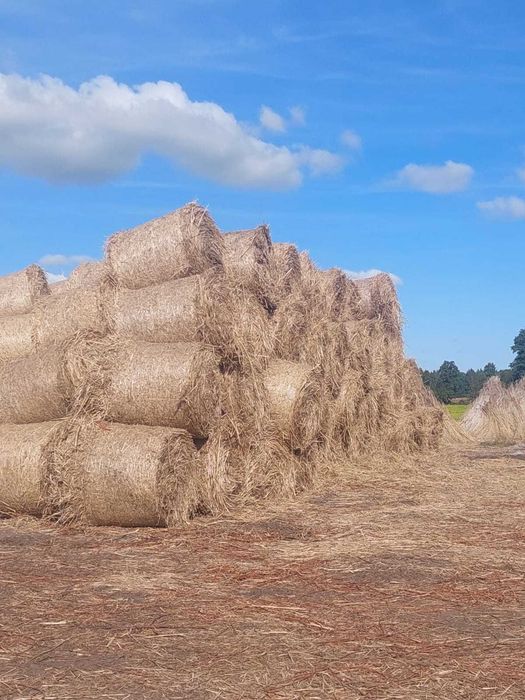 Bele z trzciny do ścielenia (nie słoma siano) 120x120