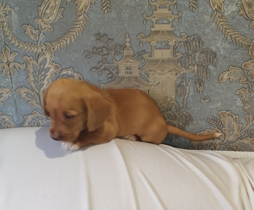 Дівчинка таксочка крем від довгошерстних батьків