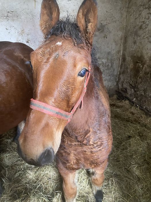 Sprzedam zrebaka zimokrwistego