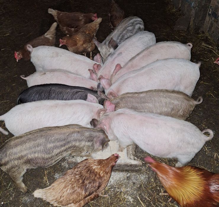 Продам  поросята