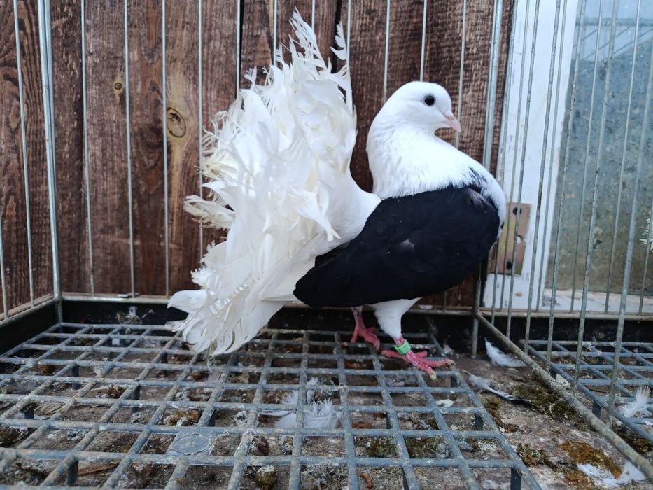 Pawiki gołębie  pary