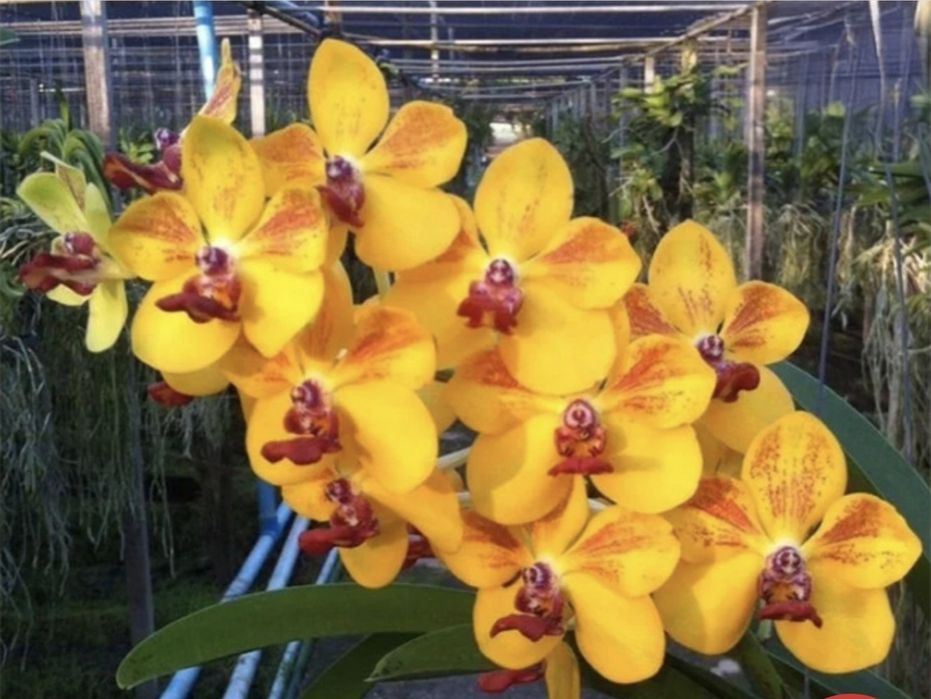 Ванда Vanda орхидея