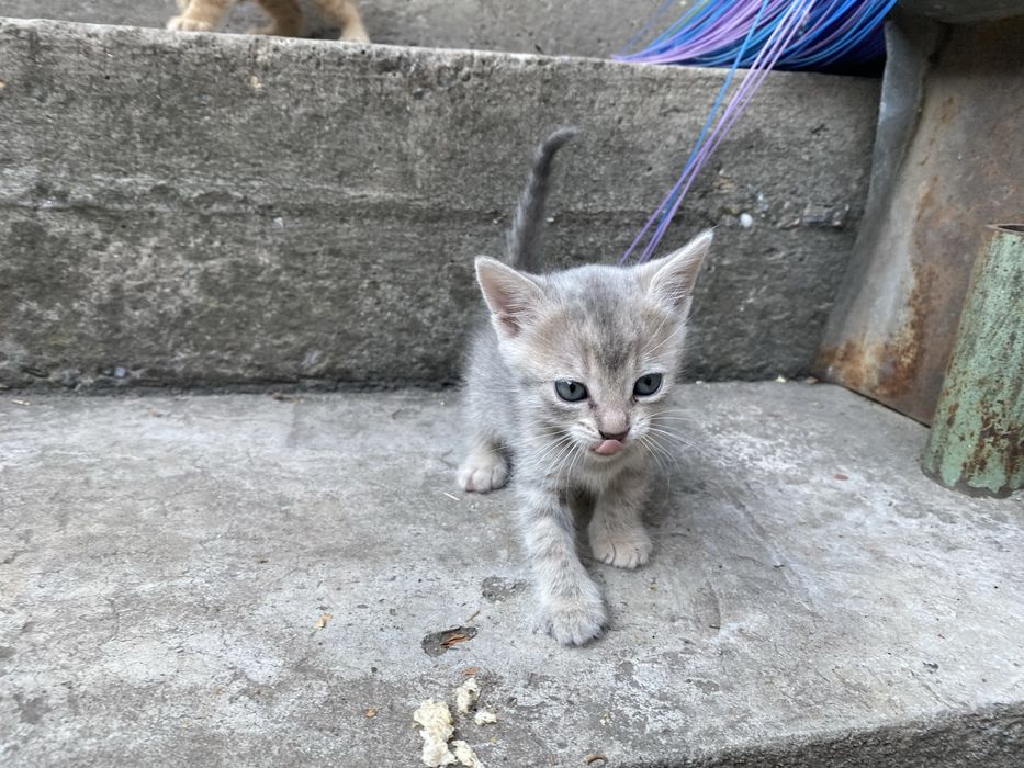 Котята отдам бесплатно
