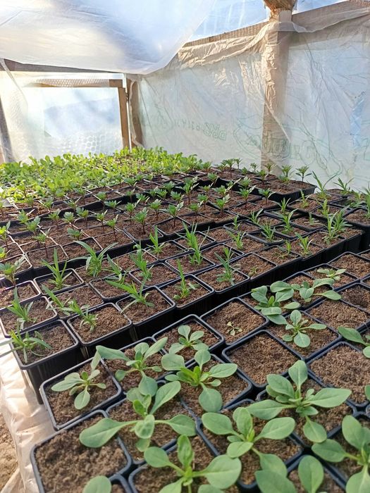 Rozsada pomidorów i inne warzywa