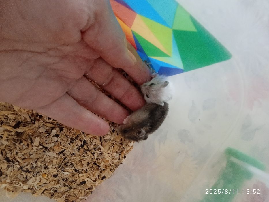 Продаються малята джунгариків.