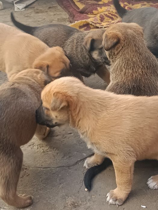 Малинка, щенки продаём