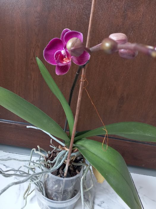 Продам квітучу орхідею