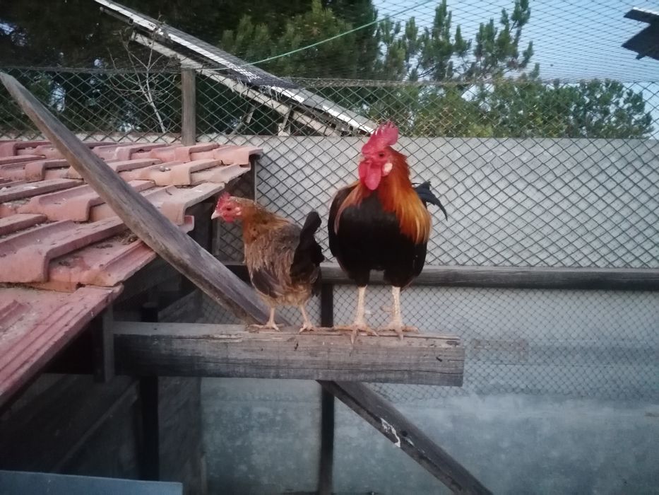 Galo exótico que ri - Ayam Ketawa