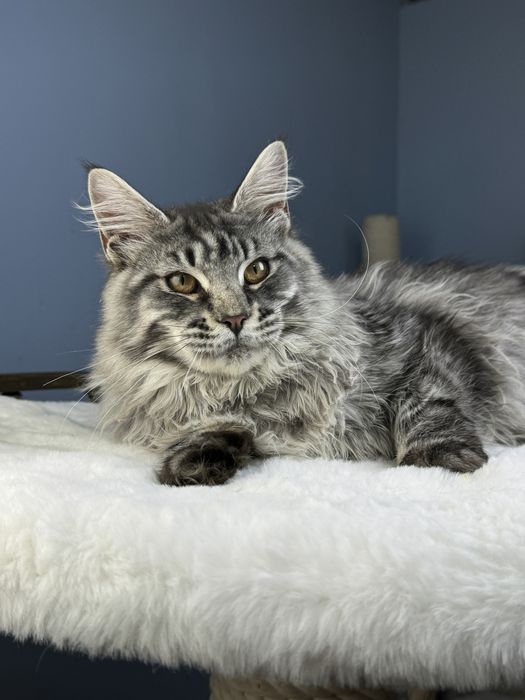 Крупная и меховая девочка мейн кун  месяца серебро