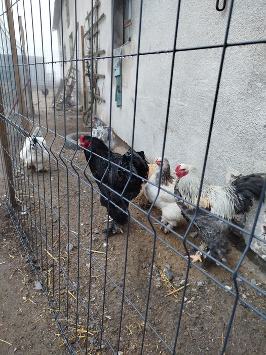 Brahma olbrzymia Jaja lęgowe wysyłka