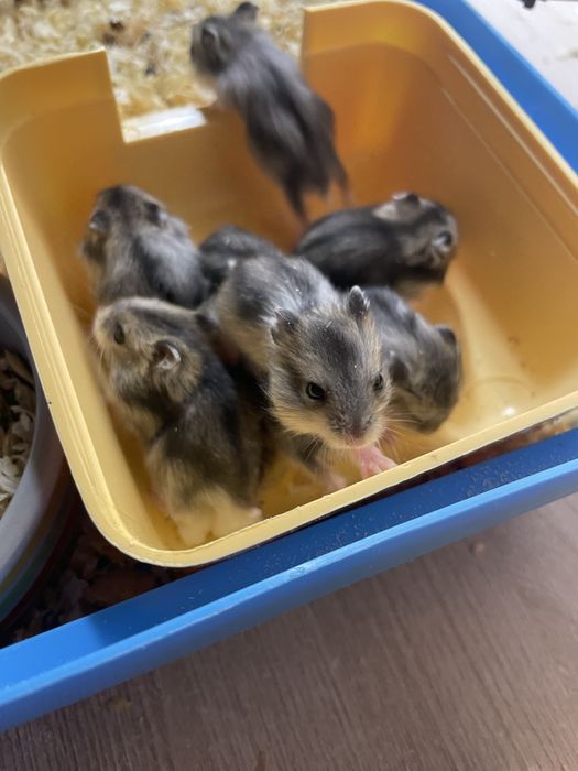 Відам хомяків безкоштовно село Шкло- Новояворівськ