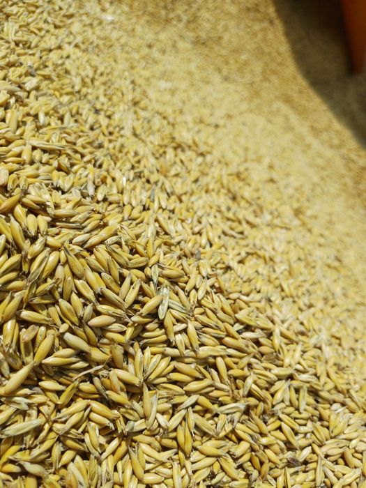 Sprzedam OWIES 15 ton