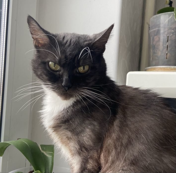 Шукаємо відповідальну сімʼю