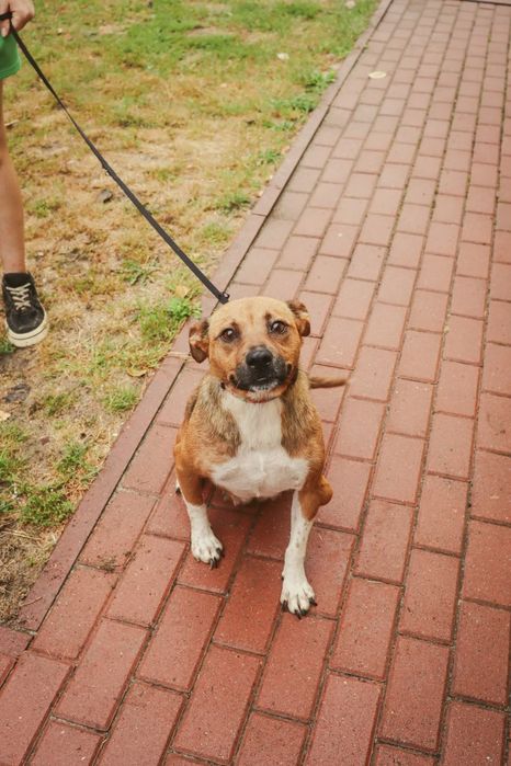 Diuna cudna suczka prosi o dom