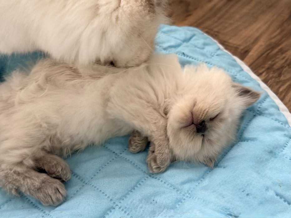 Ragdoll blue grey lynx lilac